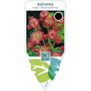 Astrantia major ‘Rosensinfonie’