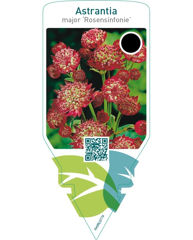 Astrantia major ‘Rosensinfonie’