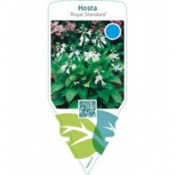Hosta ‘Royal Standard’