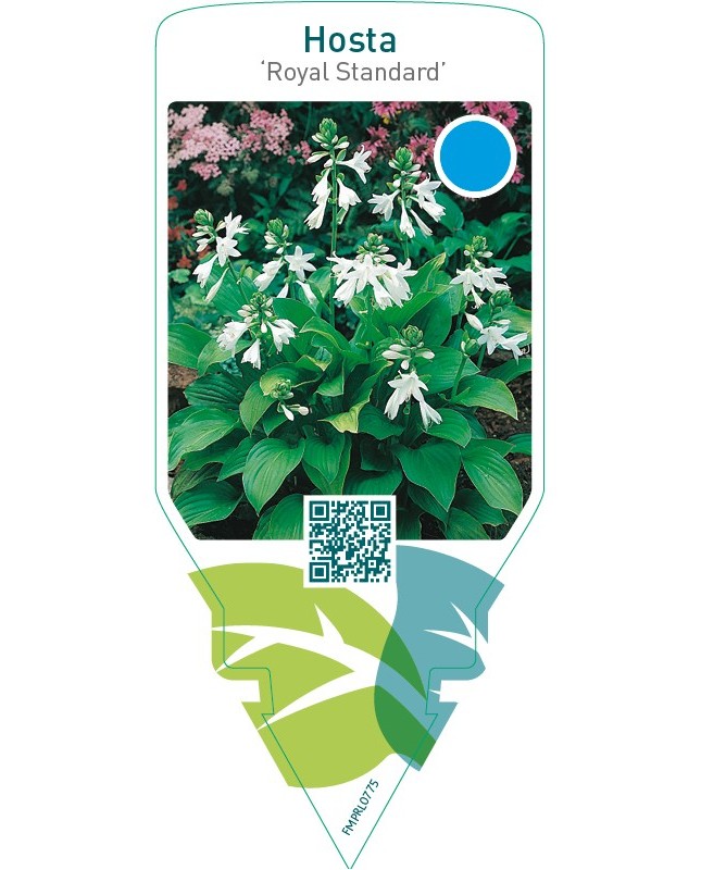Hosta ‘Royal Standard’