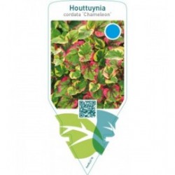 Houttuynia cordata ‘Chameleon’