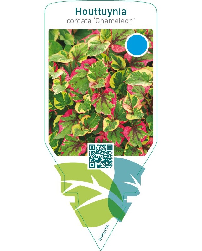 Houttuynia cordata ‘Chameleon’
