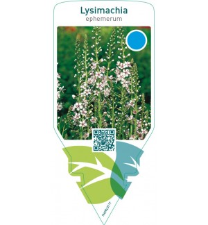 Lysimachia ephemerum