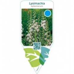 Lysimachia ephemerum