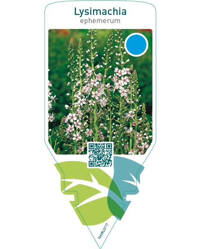 Lysimachia ephemerum