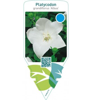 Platycodon grandiflorus ‘Albus’