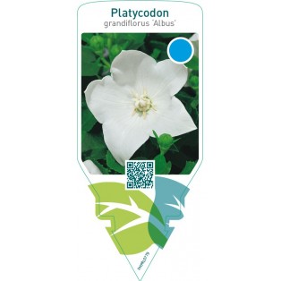 Platycodon grandiflorus ‘Albus’