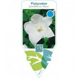 Platycodon grandiflorus ‘Albus’