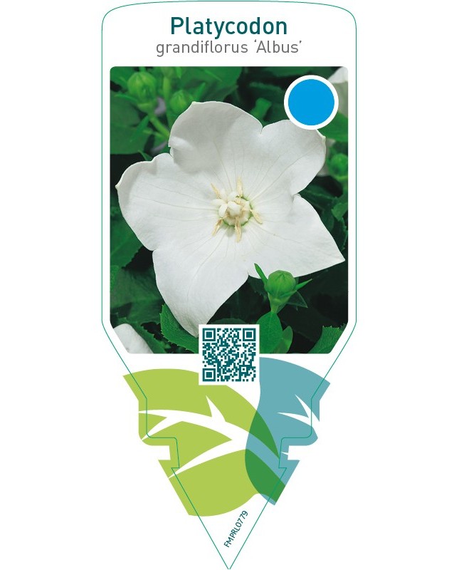Platycodon grandiflorus ‘Albus’