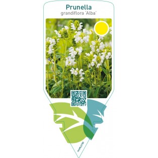 Prunella grandiflora ‘Alba’