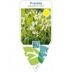 Prunella grandiflora ‘Alba’