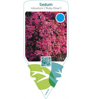 Sedum ‘Robustum’ (‘Ruby Glow’)
