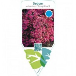 Sedum ‘Robustum’ (‘Ruby Glow’)