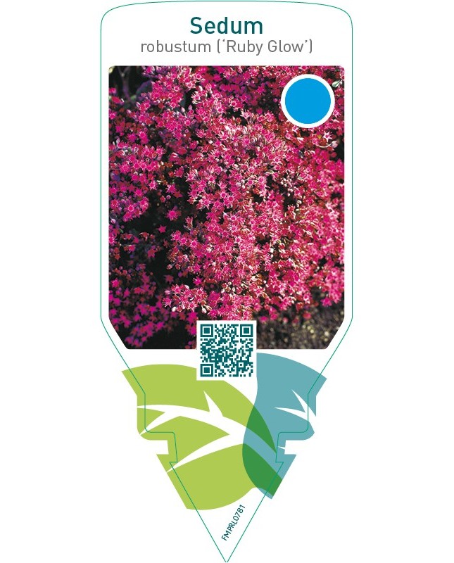Sedum ‘Robustum’ (‘Ruby Glow’)