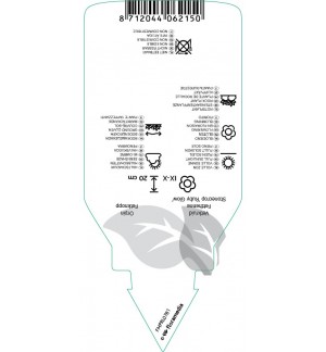 Etichette di Sedum ‘Robustum’ (‘Ruby Glow’) *