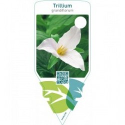 Trillium grandiflorum