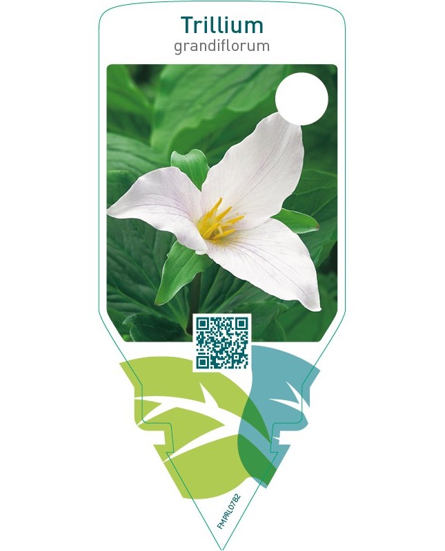 Trillium grandiflorum