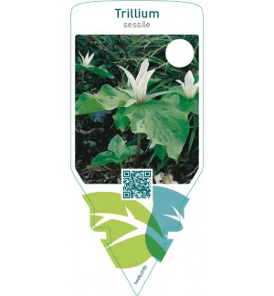 Trillium sessile