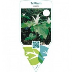 Trillium sessile