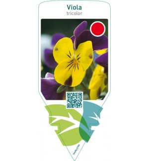 Viola tricolor