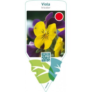Viola tricolor