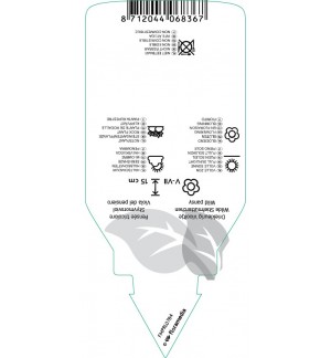 Etichette di Viola tricolor *