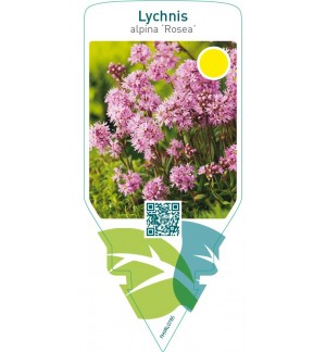 Lychnis alpina ‘Rosea’