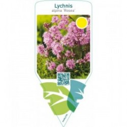 Lychnis alpina ‘Rosea’