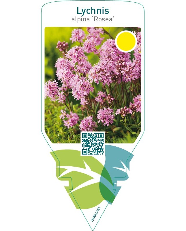 Lychnis alpina ‘Rosea’