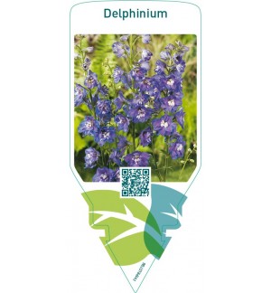 Delphinium  blue-white eye