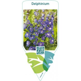 Delphinium  blue-white eye