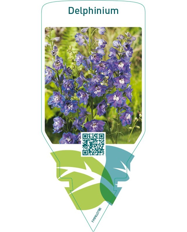 Delphinium  blue-white eye