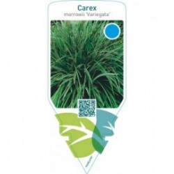 Carex morrowii ‘Variegata’