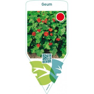 Geum  orange red