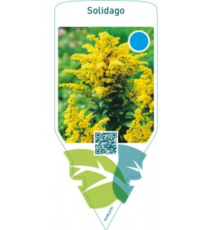 Solidago  tall no ean