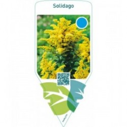 Solidago  tall no ean