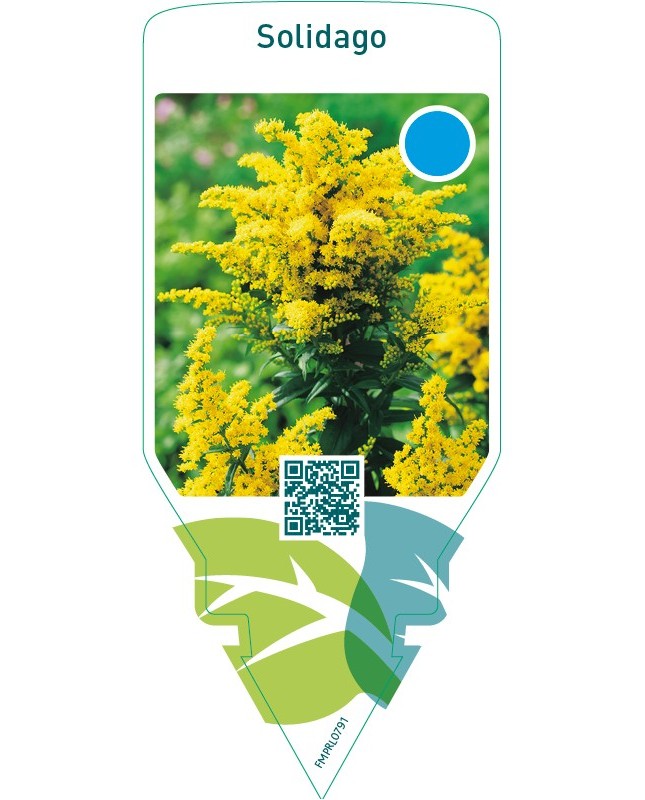 Solidago  tall no ean