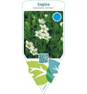 Sagina subulata ‘Senior’