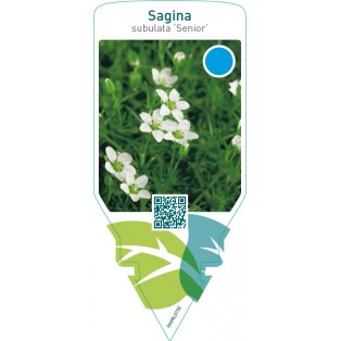 Sagina subulata ‘Senior’