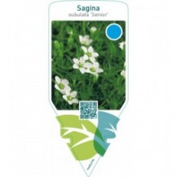 Sagina subulata ‘Senior’