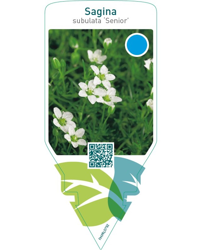 Sagina subulata ‘Senior’