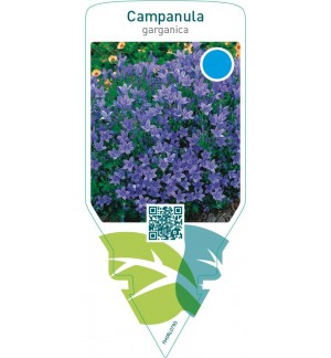 Campanula garganica