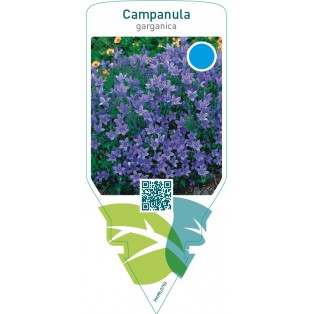 Campanula garganica