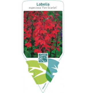 Lobelia speciosa ‘Fan Scarlet’