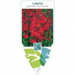 Lobelia speciosa ‘Fan Scarlet’