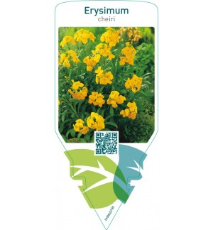 Erysimum cheiri  yellow