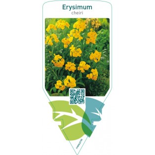 Erysimum cheiri  yellow
