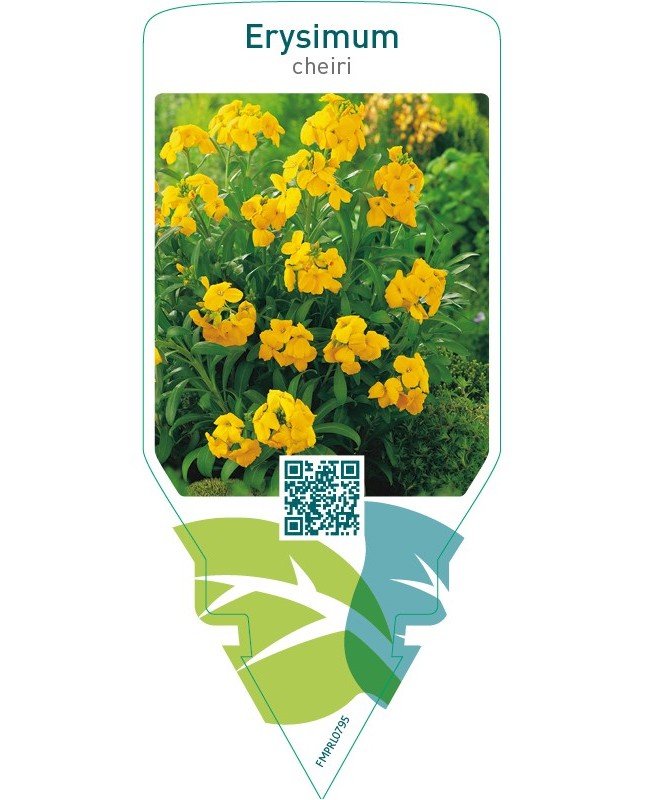 Erysimum cheiri  yellow