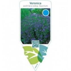 Veronica austriaca subsp. Teucrium