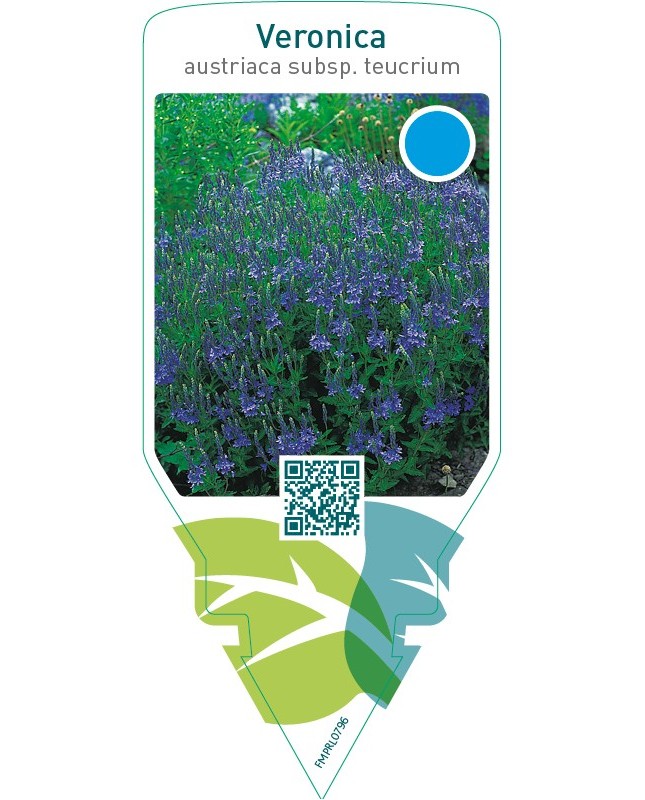 Veronica austriaca subsp. Teucrium